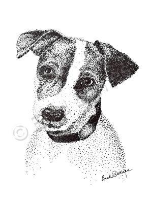 Animals - Jack Russell - Pen And Ink
