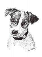 Jack Russell - Pen And Ink Drawings - By Enid Barnes, Pointillism Drawing Artist