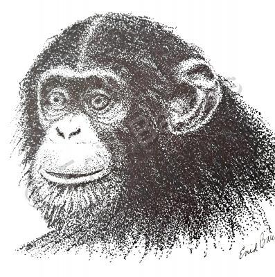 Animals - Chimpanzee - Pen And Ink