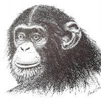 Chimpanzee - Pen And Ink Drawings - By Enid Barnes, Pointillism Drawing Artist