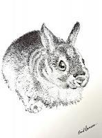 Sitting Bunny - Pen And Ink Drawings - By Enid Barnes, Pointillism Drawing Artist