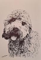 Golden Doodle - Pen And Ink Drawings - By Enid Barnes, Pointillism Drawing Artist