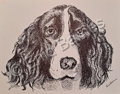 Animals - Springer Spaniel - Pen And Ink