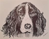Springer Spaniel - Pen And Ink Drawings - By Enid Barnes, Pointillism Drawing Artist