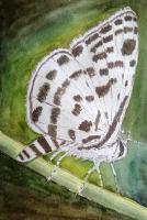 Specious - Butterfly - Watercolor