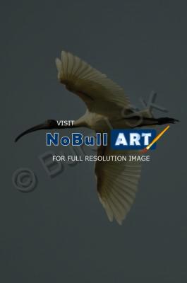 Birds - White Ibis - Digital