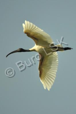 Birds - White Ibis - Digital