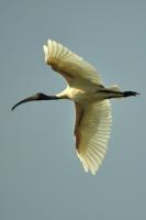 White Ibis - Digital Photography - By Buro Lsk, Naturalist Photography Artist