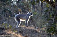 Langur - Digital Photography - By Buro Lsk, Naturalist Photography Artist