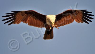 Birds - Braminy Kite - Digital