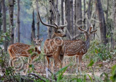 Wild Animals - Spotted Deers - Digital