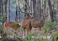 Spotted Deers - Digital Photography - By Buro Lsk, Naturalist Photography Artist