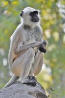 Langur - Digital Photography - By Buro Lsk, Naturalist Photography Artist