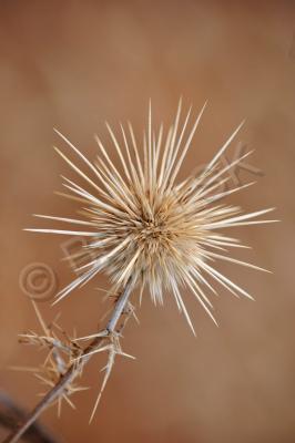 Plants And Flowers - Spinous Flower - Nikon D90