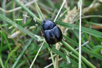 Insects - Scarabeo - Nikon D90