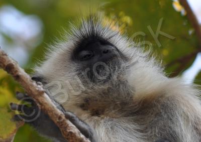 Wild Animals - Monkey Siesta - Digital