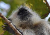 Monkey Siesta - Digital Photography - By Buro Lsk, Naturalist Photography Artist