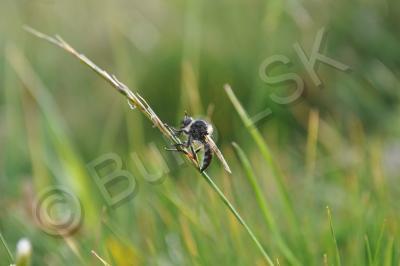 Insects - Fly - Nikon D90