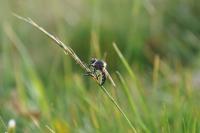 Insects - Fly - Nikon D90