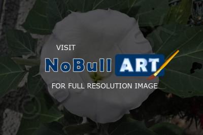 Plants And Flowers - Datura - Nikon D90