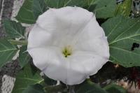 Plants And Flowers - Datura - Nikon D90