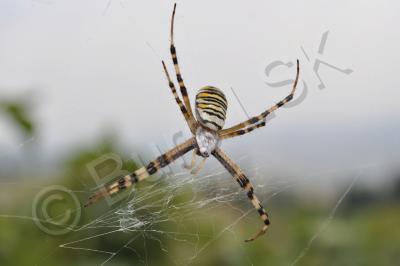 Insects - Spider - Nikon D90