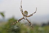 Spider - Nikon D90 Photography - By Buro Lsk, Macro Photography Artist