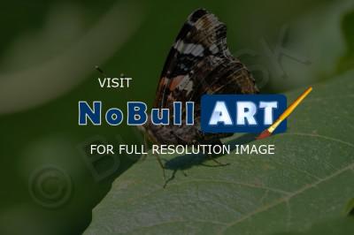 Insects - Butterfly On Leaf - Nikon D90