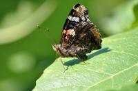 Insects - Butterfly On Leaf - Nikon D90