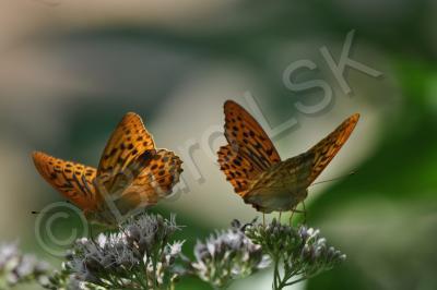 Insects - Sisters - Nikon D90