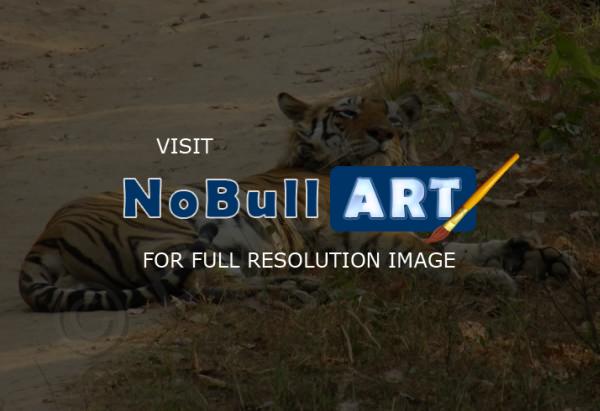 Wild Animals - Royal Bengal Tiger Take Rest - Digital