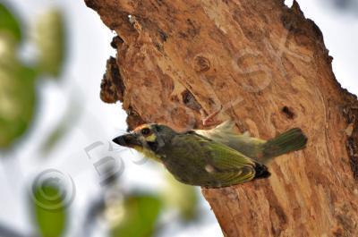 Birds - Green Barbet - Digital