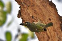 Green Barbet - Digital Photography - By Buro Lsk, Naturalist Photography Artist