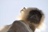 Monkey Look At Me - Digital Photography - By Buro Lsk, Naturalist Photography Artist
