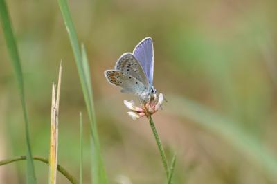 Insects - Little Butterfly - Nikon D90