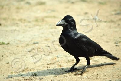 Birds - The Crow - Digital