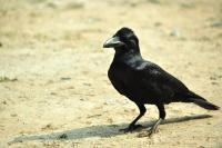 The Crow - Digital Photography - By Buro Lsk, Naturalist Photography Artist