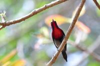 Purple Sunbird 2 - Digital Photography - By Buro Lsk, Naturalist Photography Artist