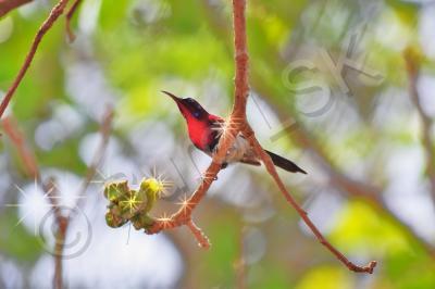 Birds - Purple Sunbird 1 - Digital