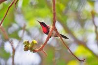 Purple Sunbird 1 - Digital Photography - By Buro Lsk, Naturalist Photography Artist