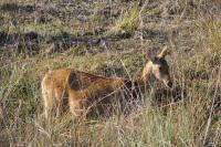 Barasinga - Digital Photography - By Buro Lsk, Naturalist Photography Artist