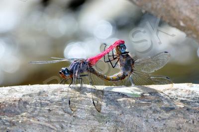 Insects - Dragonfly - Nikon D90