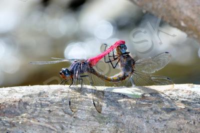 Insects - Dragonfly - Nikon D90