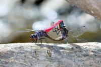 Dragonfly - Nikon D90 Photography - By Buro Lsk, Macro Photography Artist