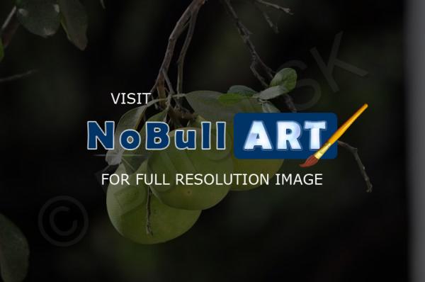 Plants And Flowers - Wild Pomelo - Nikon D90