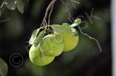 Plants And Flowers - Wild Pomelo - Nikon D90