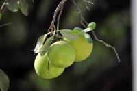 Wild Pomelo - Nikon D90 Photography - By Buro Lsk, Macro Photography Artist