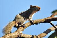 Squirrell - Digital Photography - By Buro Lsk, Naturalist Photography Artist