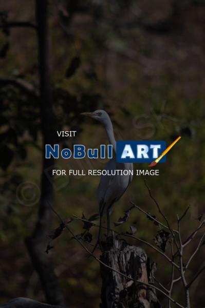 Birds - White Heron - Nikon D90