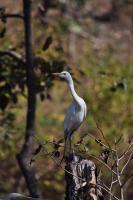 White Heron - Nikon D90 Photography - By Buro Lsk, Naturalist Photography Artist